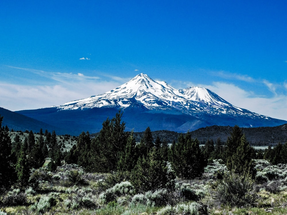 a snow covered mountain in the distance with trees in the foreground