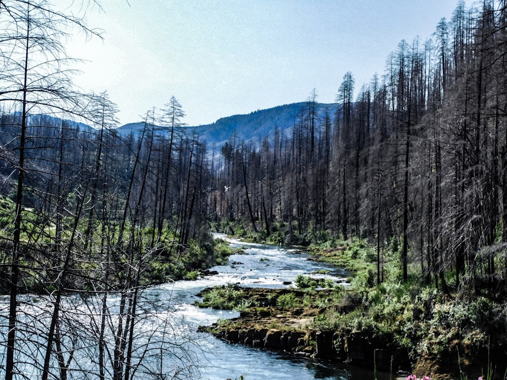 a river running through a forest filled with trees