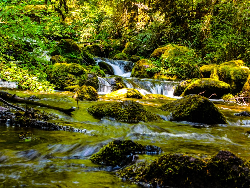 a stream running through a lush green forest