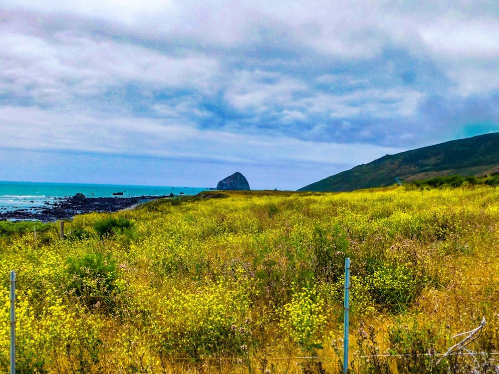 a grassy field next to a body of water