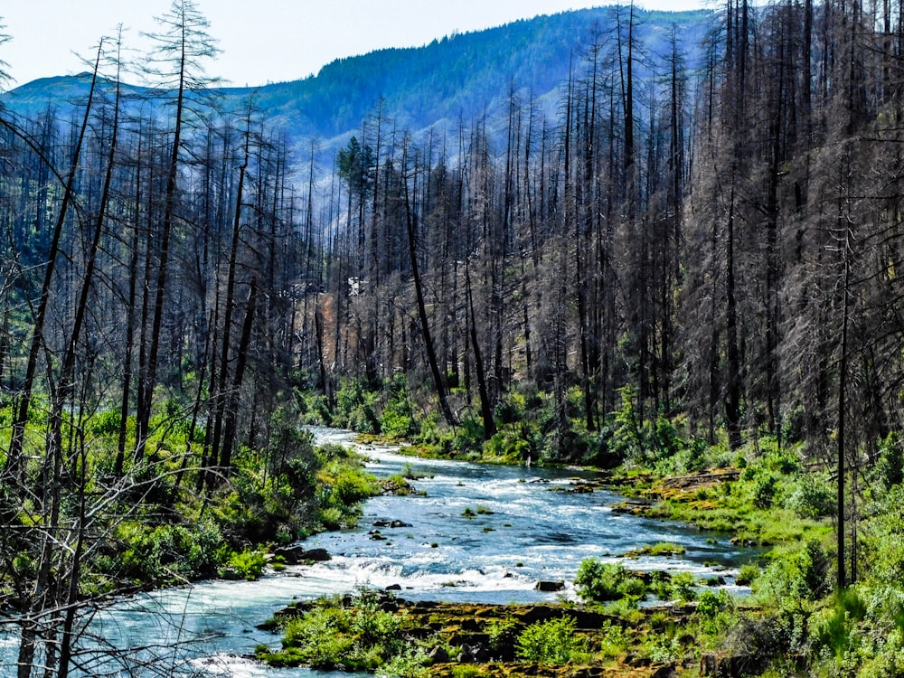 a river running through a forest filled with trees