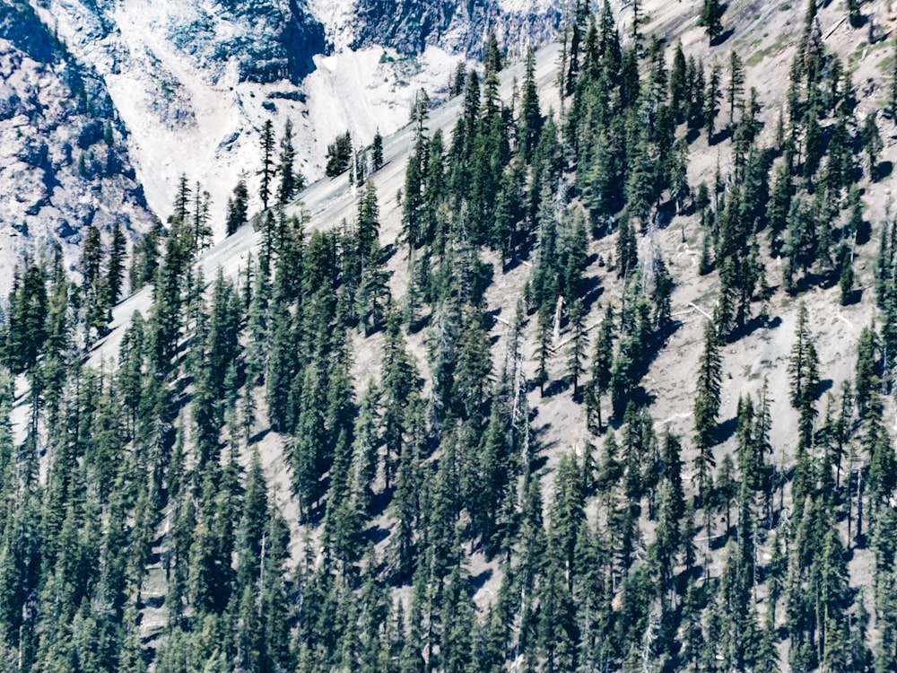 a group of trees that are on the side of a mountain