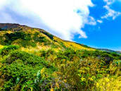 A peaceful landscape of Ethiopian highlands with native plants thriving under clear skies.