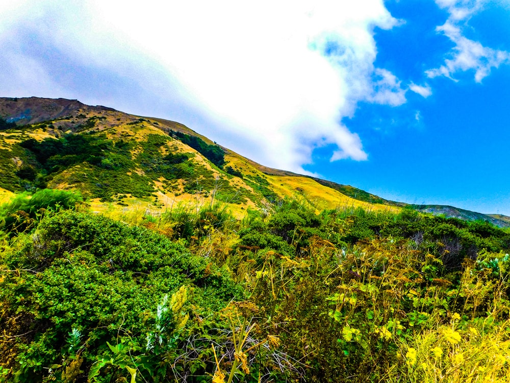 a lush green hillside covered in lots of trees