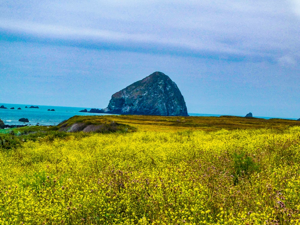 a large rock in the middle of a field of yellow flowers