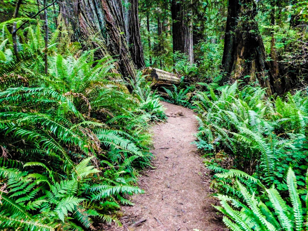 Un sentiero attraverso una lussureggiante foresta verde piena di alberi