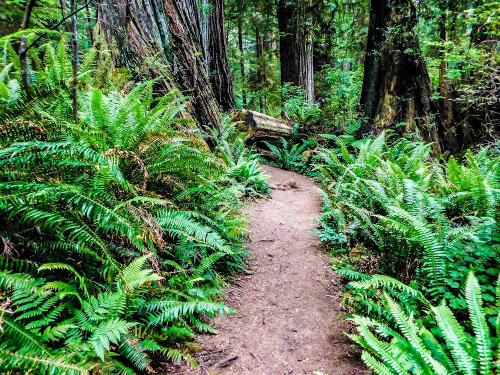 a path through a lush green forest filled with trees