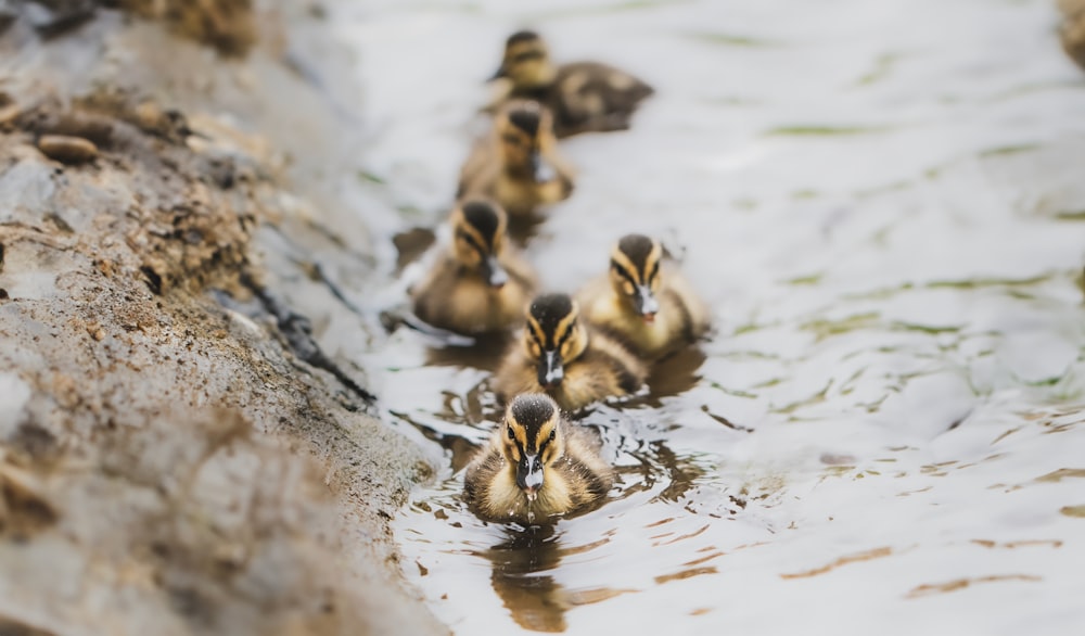 a group of ducks swimming on top of a body of water