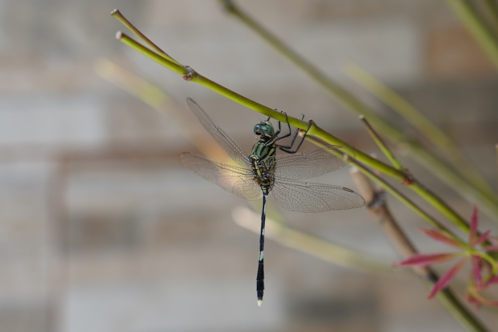 a dragonfly sitting on top of a plant