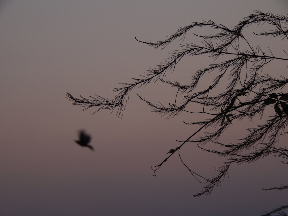a bird flying in the sky with a tree branch