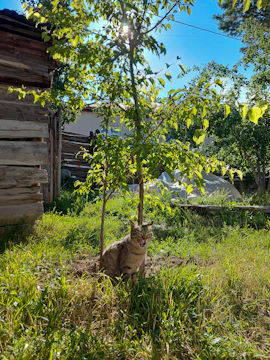 A happy dog and cat sitting together in a sunny garden.