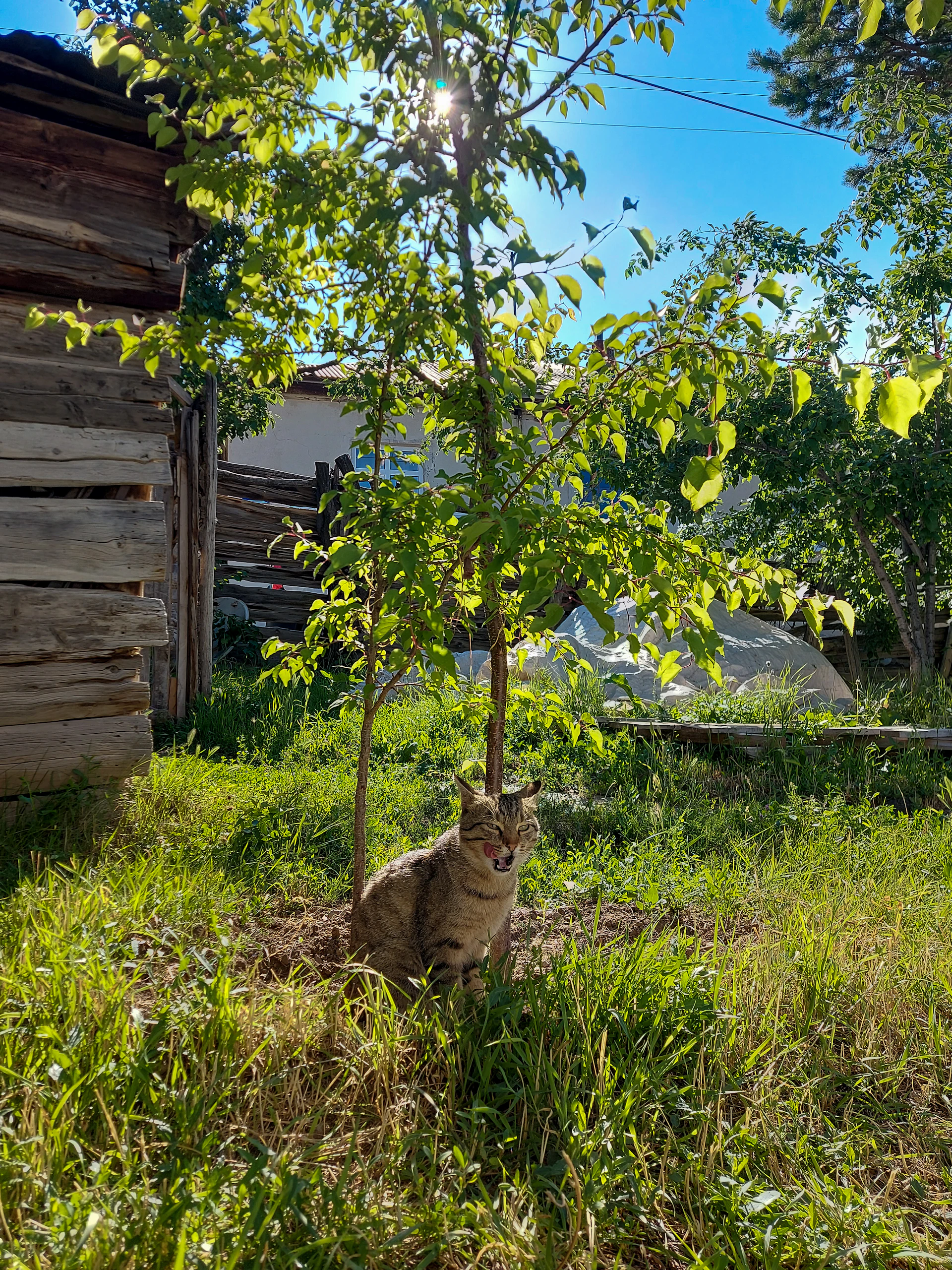 woman wearing yellow long-sleeved dress under white clouds and blue sky during daytime