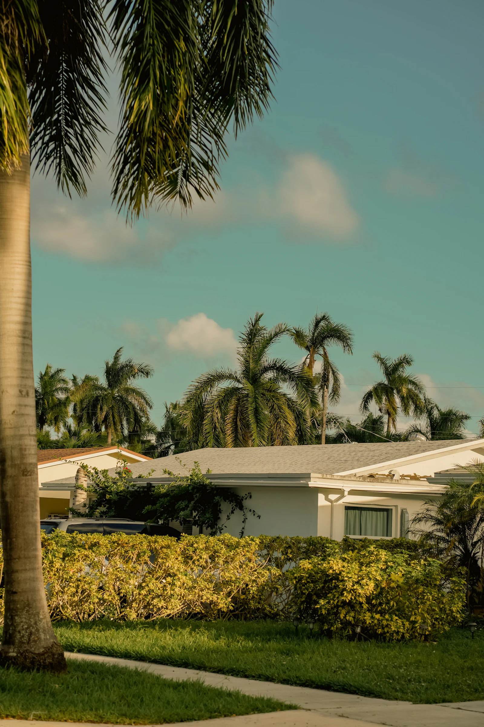 Palm trees leaning over the villa like they are also on vacation