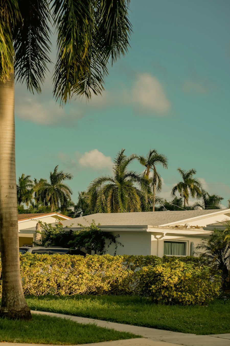 Florida home with shingle roof and palm trees