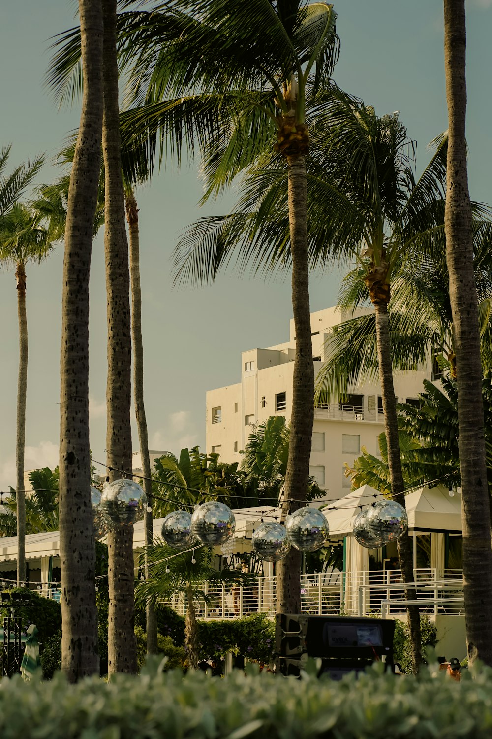 a bunch of palm trees with a building in the background