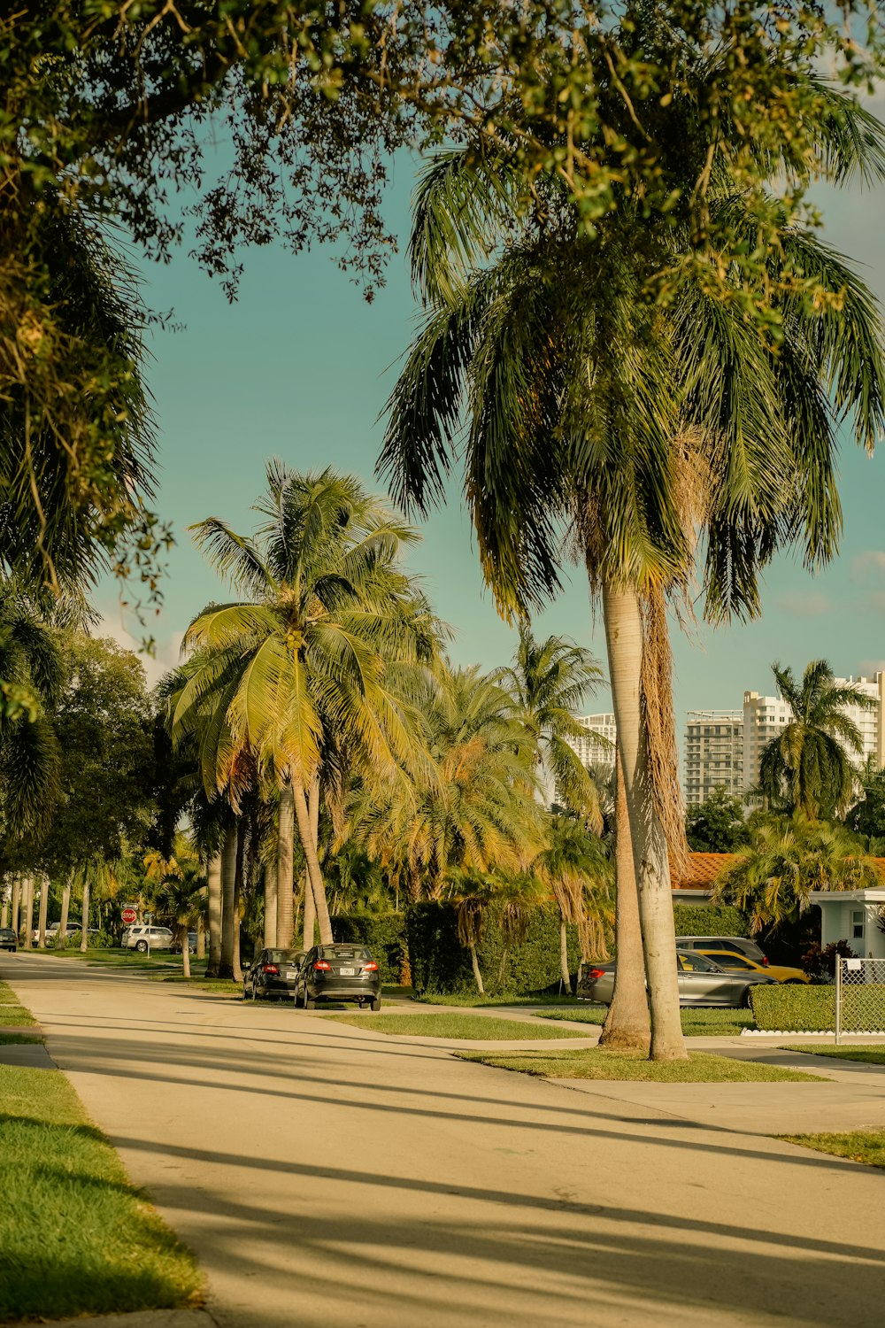 a street with palm trees and cars parked on the side of the road