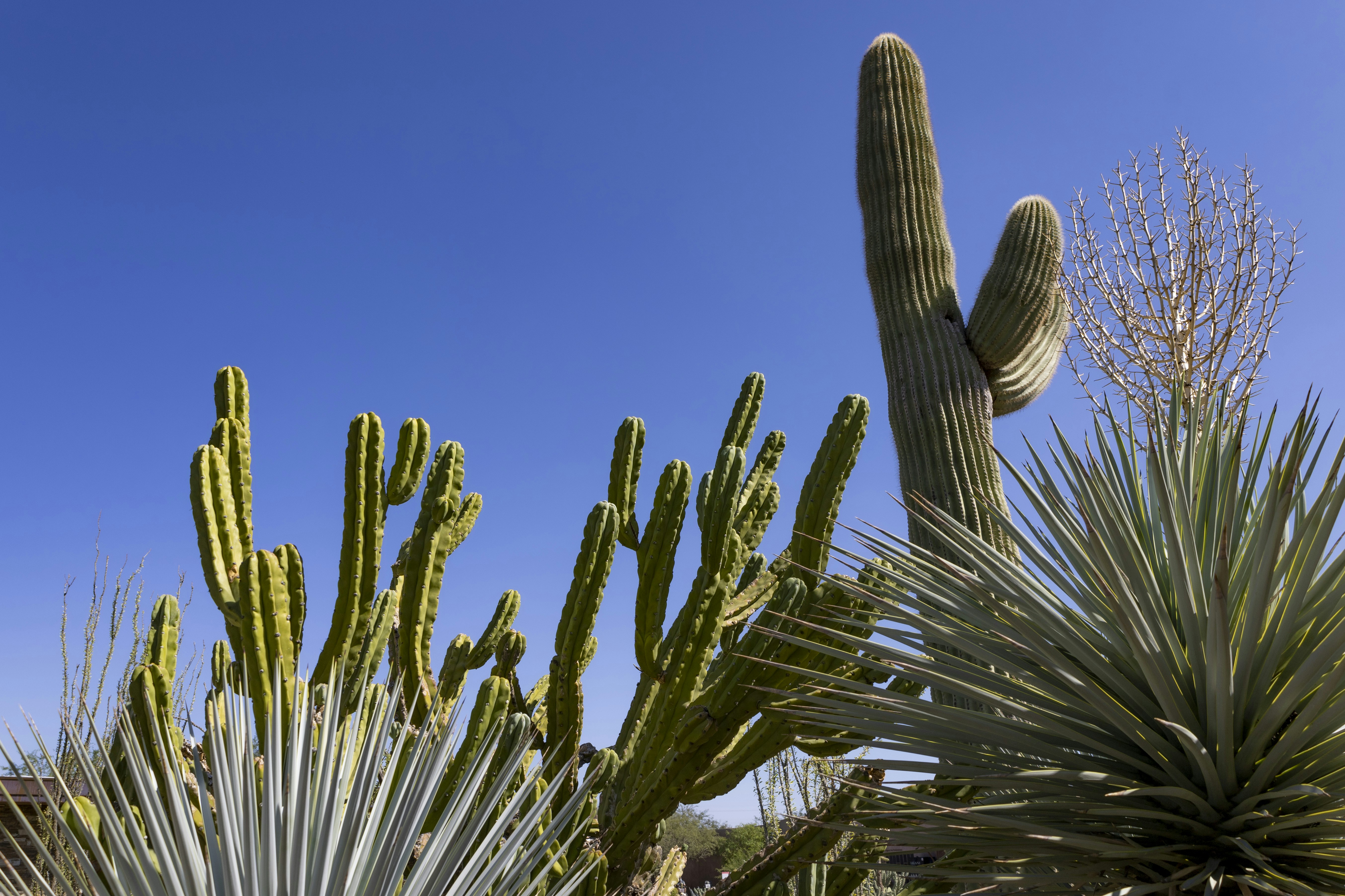 Desert Garden Design