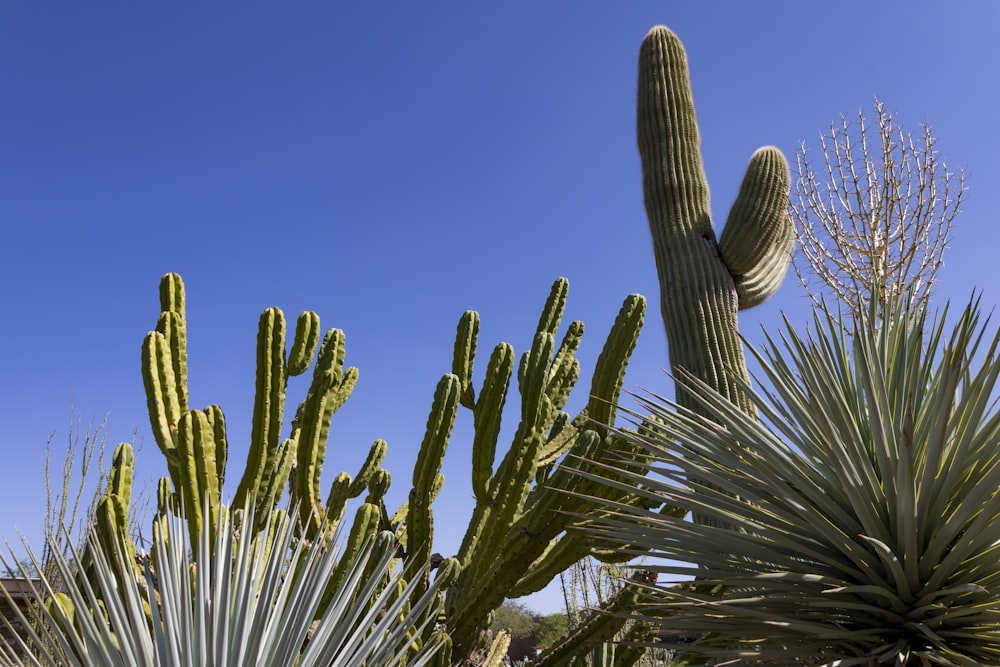 a group of cactus plants with a blue sky in the background