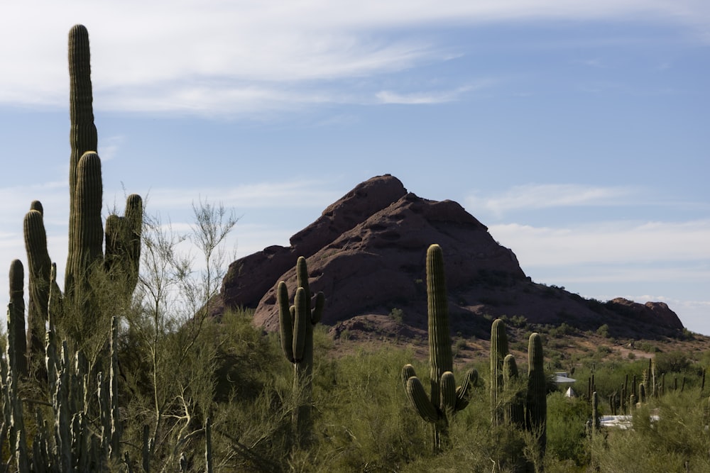 a cactus garden with a mountain in the background