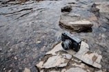 A digital camera sits on a large rock near the edge of a shallow, rocky body of water. The camera appears to be a compact model, with a lens facing forward. The water is clear, revealing an assortment of small stones and pebbles underneath. The setting has a natural, outdoor feel with rock formations surrounding the scene.