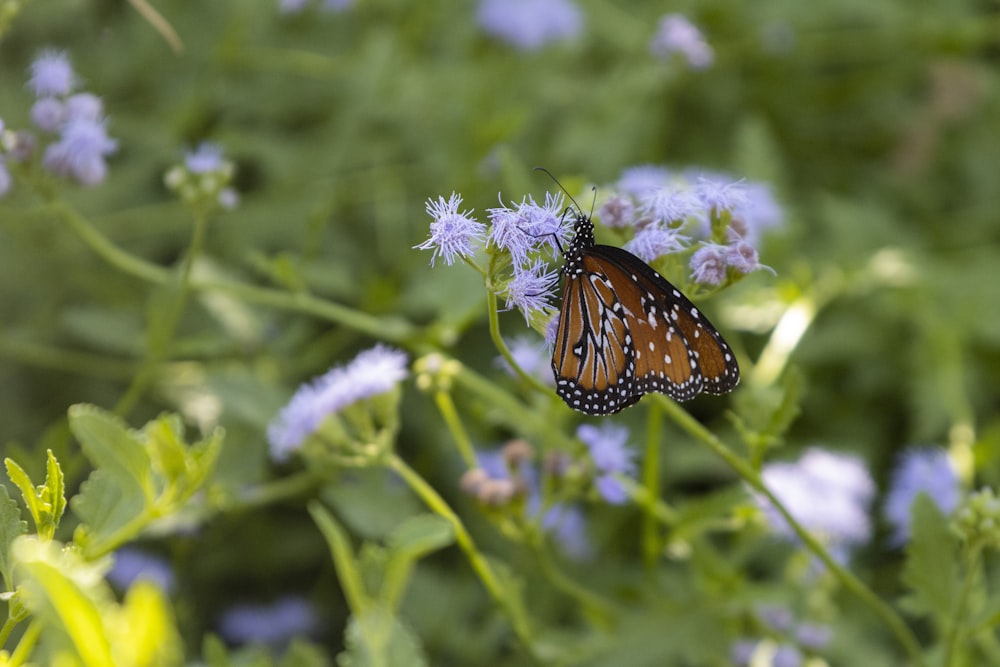 a close up of a butterfly on a flower