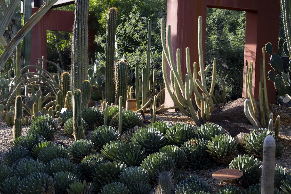 Tall columnar cacti and dense grey-green succulents fill a planted bed beside a rust-coloured wall.