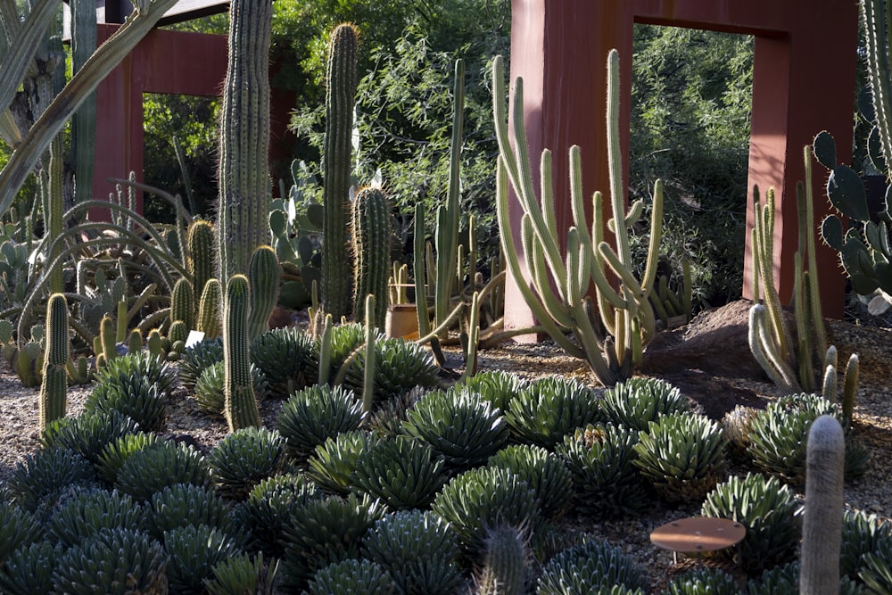 a cactus garden with many cacti and succulents