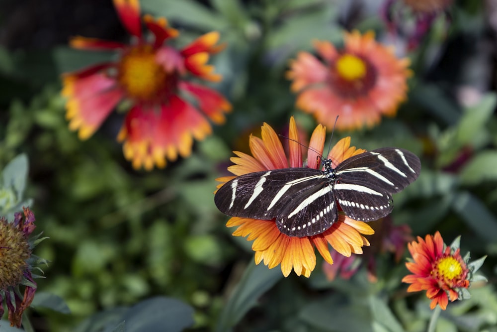 a black and white butterfly sitting on top of a flower