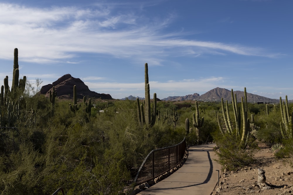 a path in the desert with cactus trees and mountains in the background