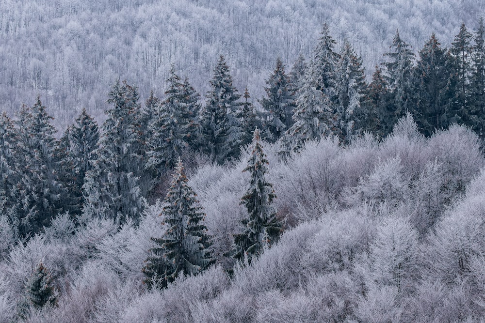 un groupe d’arbres recouverts de neige