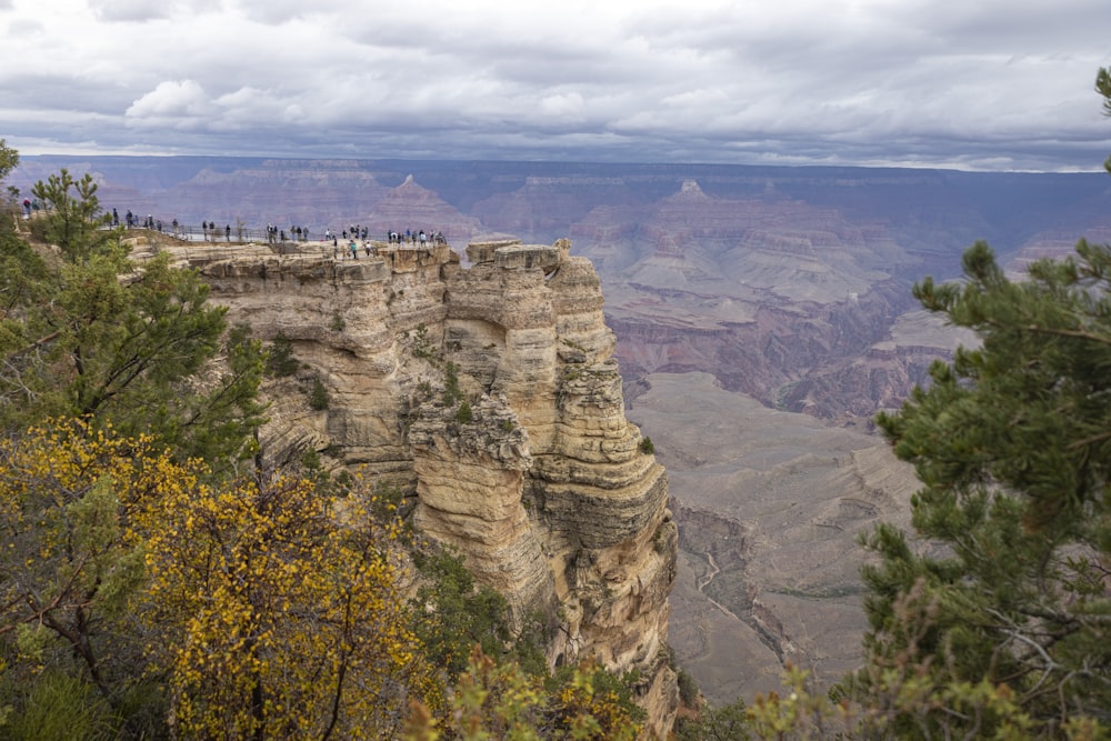 a group of birds perched on the edge of a cliff