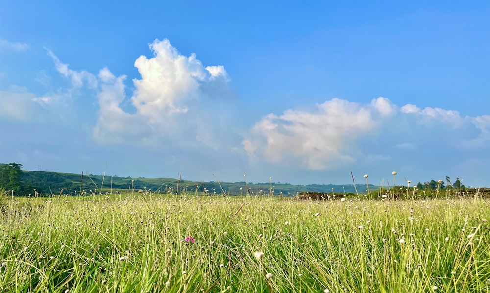 a field of grass with a blue sky in the background
