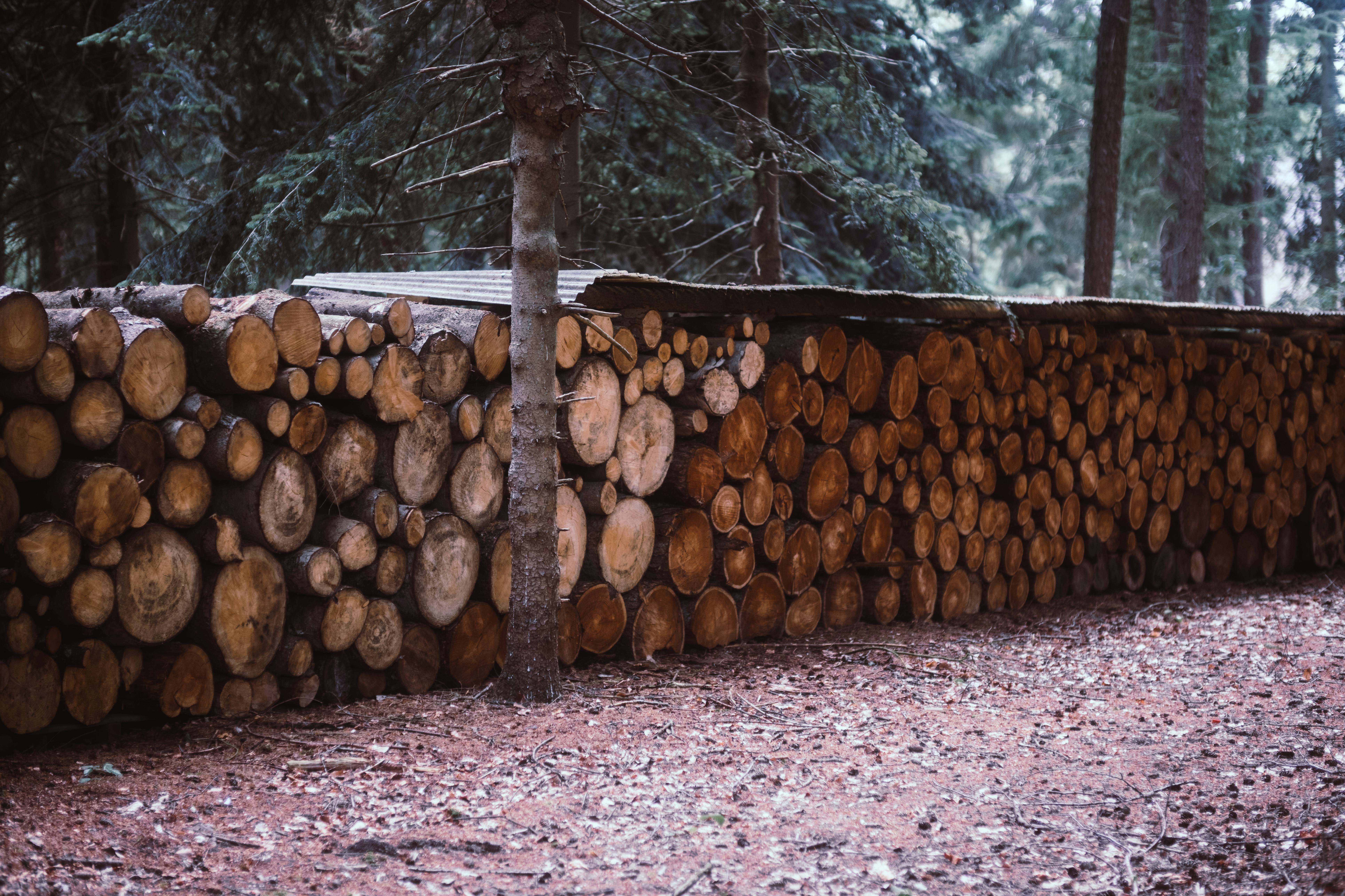 a large pile of logs sitting next to a forest