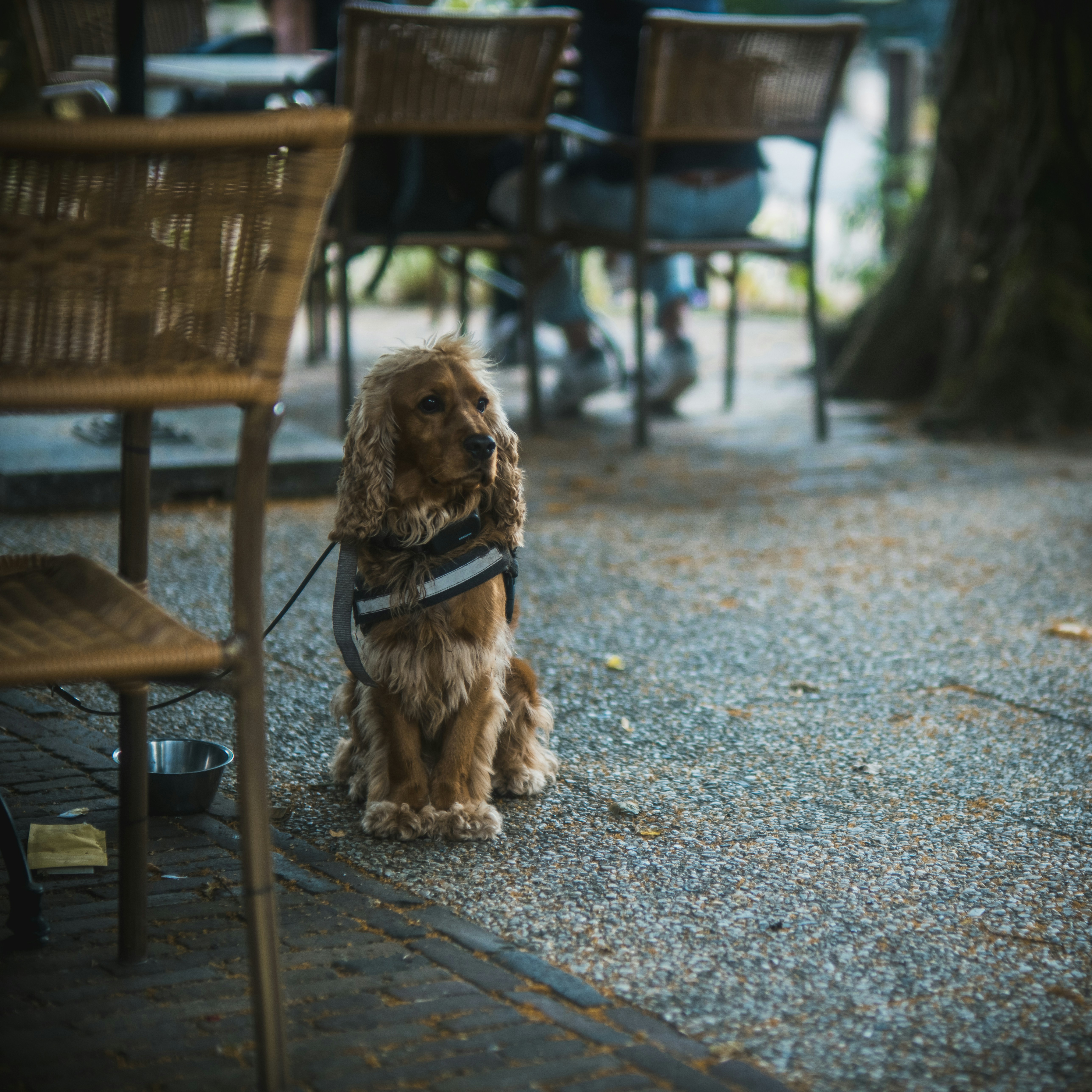 Service dog wearing a vest in public