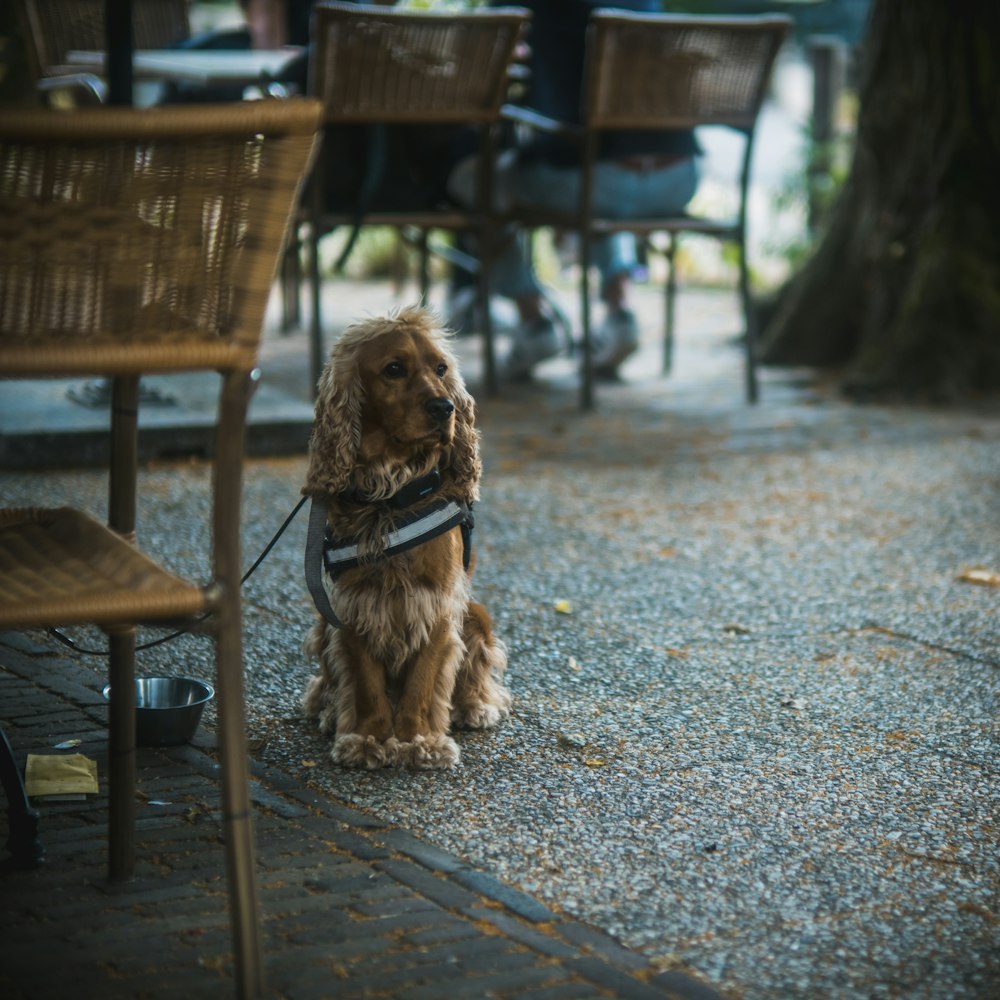 a brown dog sitting on top of a sidewalk