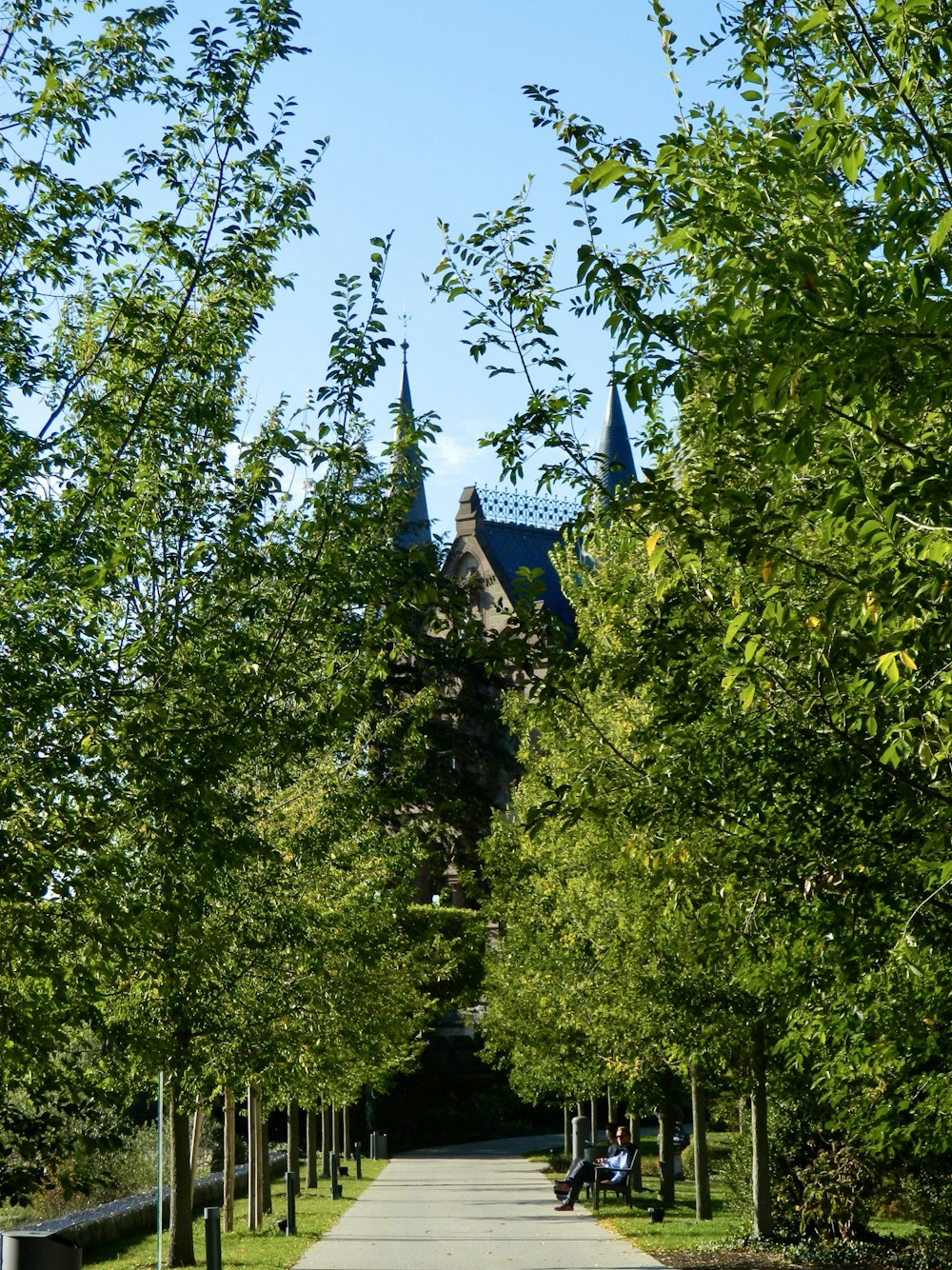 a walkway with trees lining both sides of it