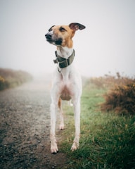 A slender, short-haired dog with a light brown and white coat stands confidently on a misty path. The background includes blurred grasses and bushes, shrouded in fog, creating a serene and mysterious atmosphere.