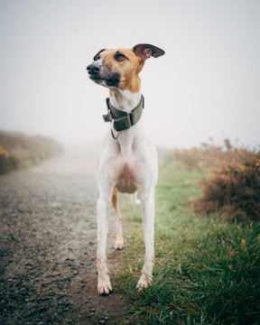 A slender, short-haired dog with a light brown and white coat stands confidently on a misty path. The background includes blurred grasses and bushes, shrouded in fog, creating a serene and mysterious atmosphere.