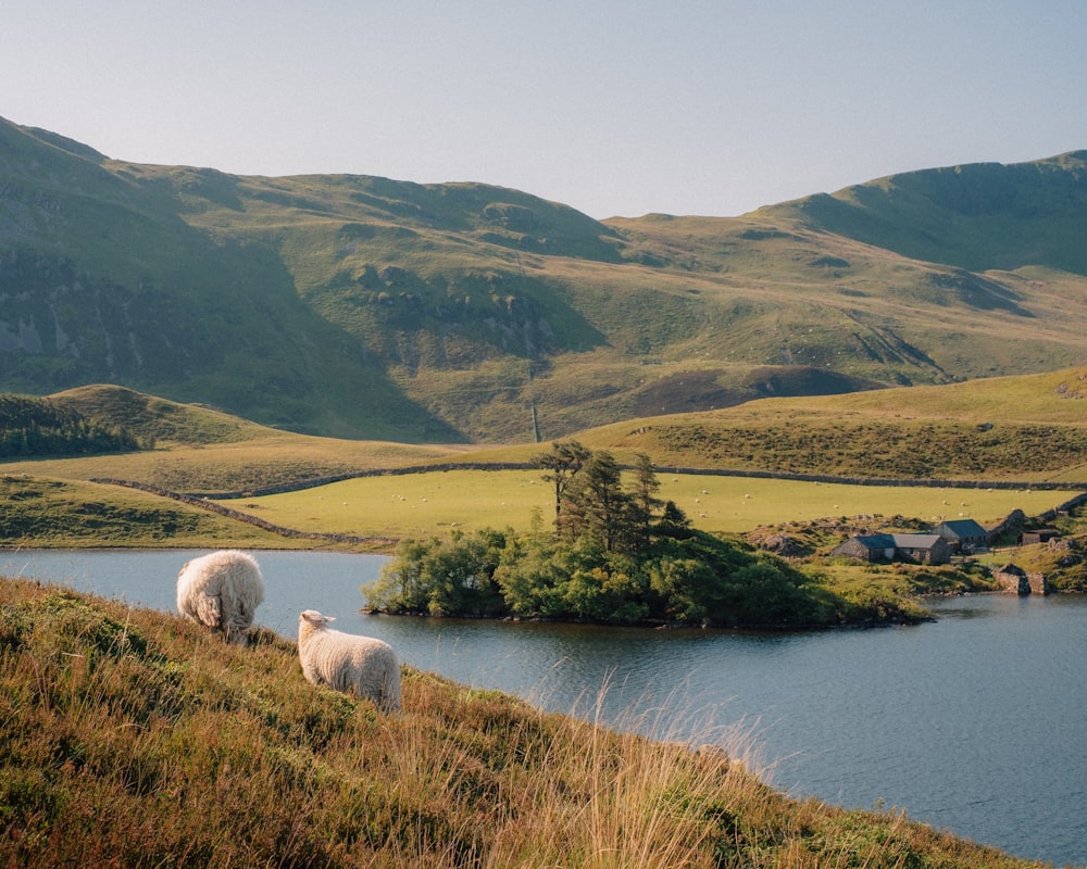 a couple of sheep standing on top of a lush green hillside