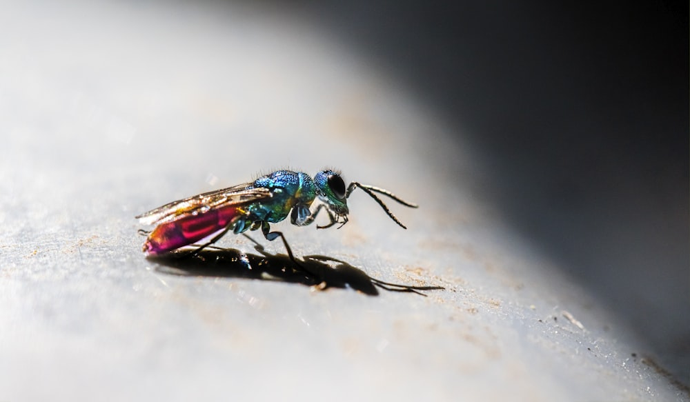 a close up of a fly on a white surface