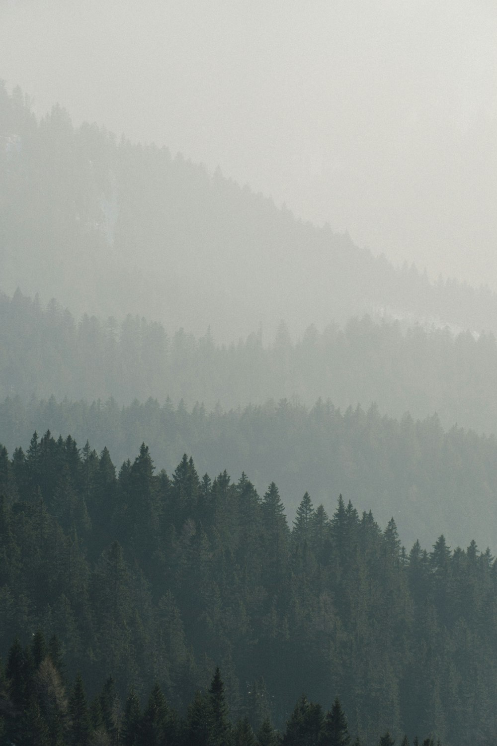 a plane flying over a forest on a foggy day