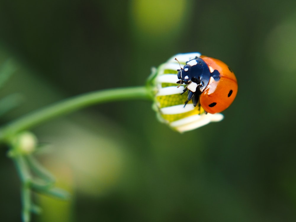 a lady bug sitting on top of a flower