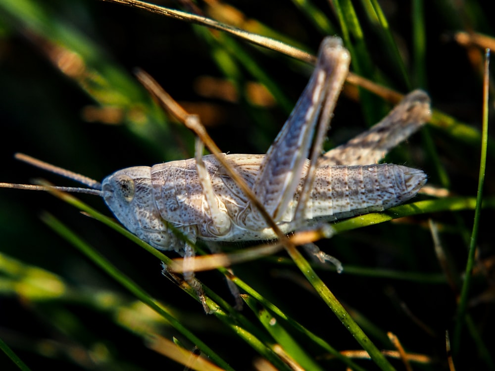 a close up of a grasshopper on a sunny day