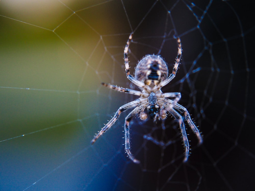 a close up of a spider on a web