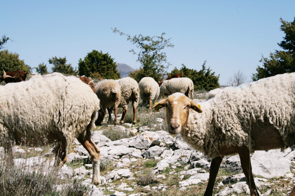 a herd of sheep walking across a rocky field