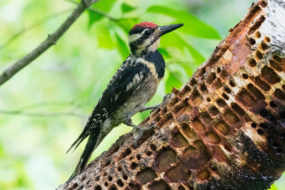 a small bird perched on a tree branch