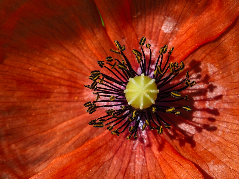 a close up of a red flower with yellow stamen