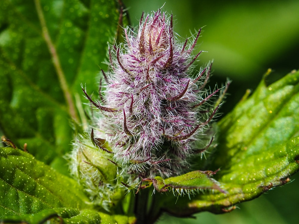 a close up of a flower on a green leaf