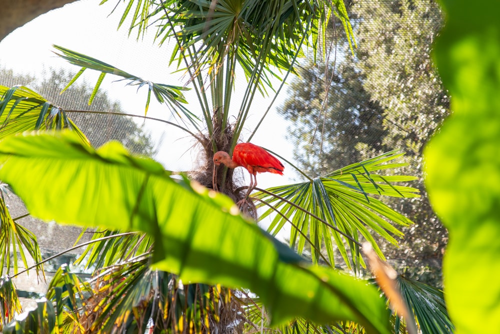 a red bird perched on top of a palm tree