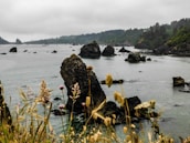 Coastal scene featuring rugged rocks protruding from a calm sea. Wild grasses and flowers in the foreground contrast with a misty, overcast sky and a lush, forested coastline in the background.